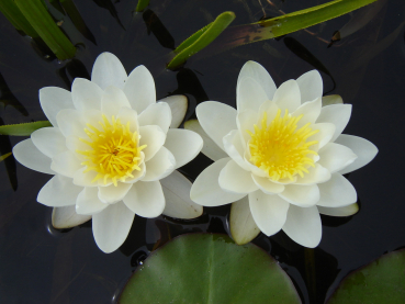 Preview: Seerose Weiss - Nymphaea "Marliacea Albida"
